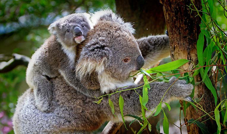 Koalas