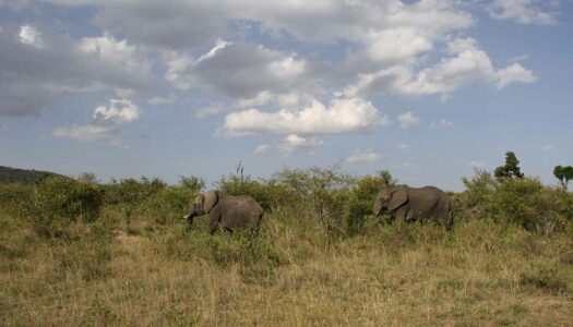 Kenia – Eine kulinarische Safari