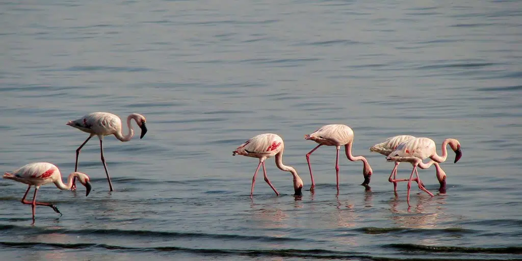 Flamingos in Bages