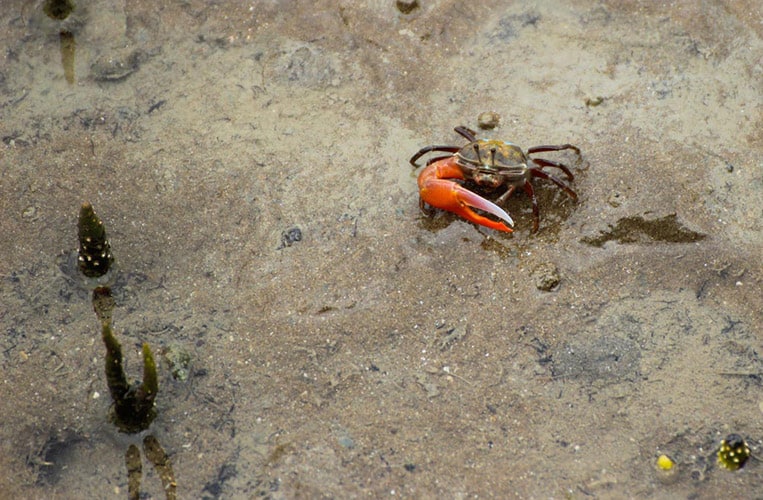 Winkekrabben im Bako Nationalpark | Foto: Carina