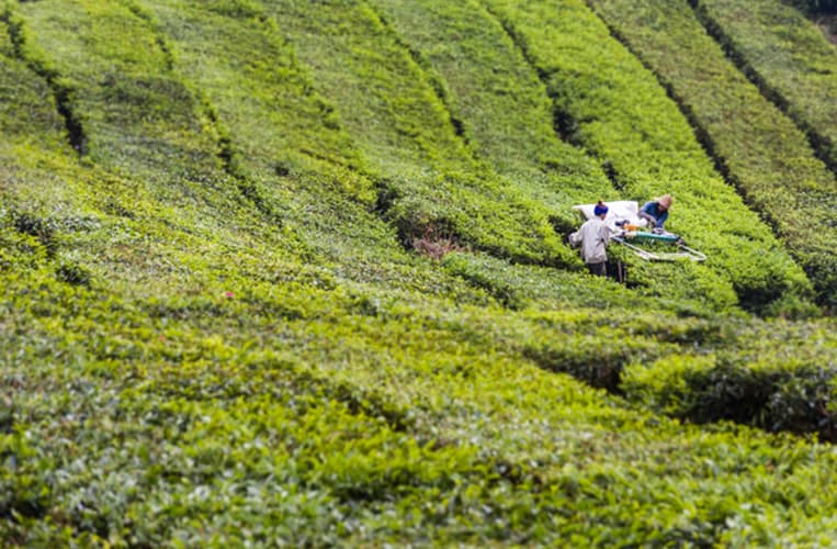 Ein Spaziergang durch die Teeplantagen | Foto: Tanja
