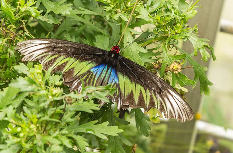 Ein riesiger Schmetterling im Butterfly Park