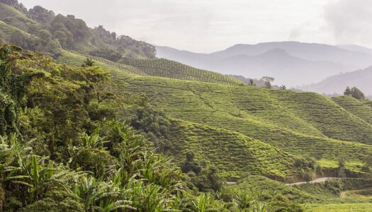 Die Cameron Highlands – Tipps für Malaysias Hochland