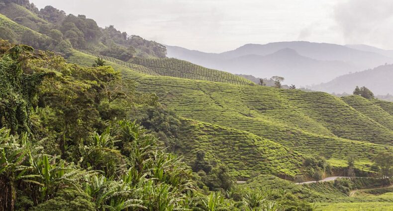 Die Cameron Highlands, Malaysia