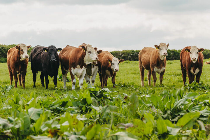 Farmbesuch bei Mark Williams, Kühe, Irland