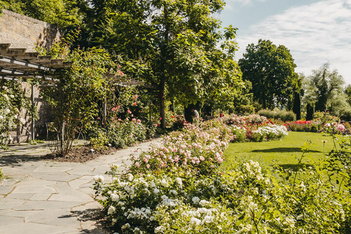 Der Rosengarten in Ulm