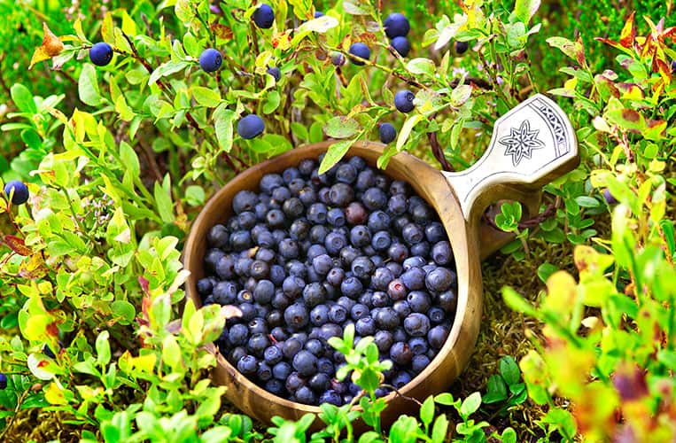 Wild Food Cooking in Finnland