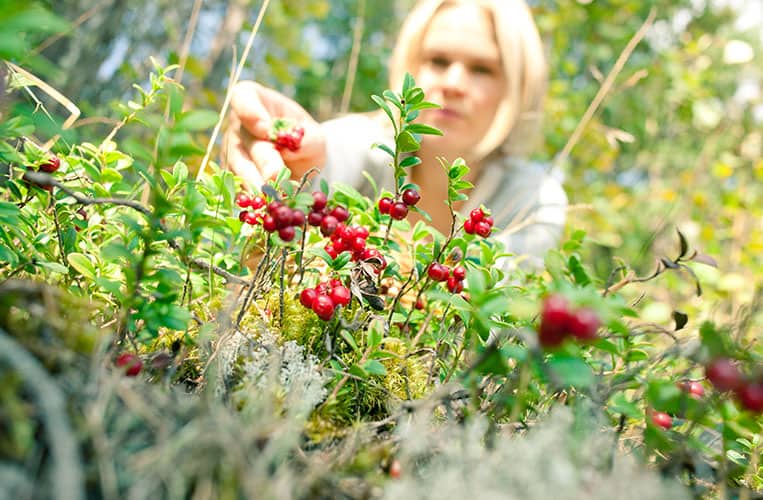 Wild Food Cooking in Finnland