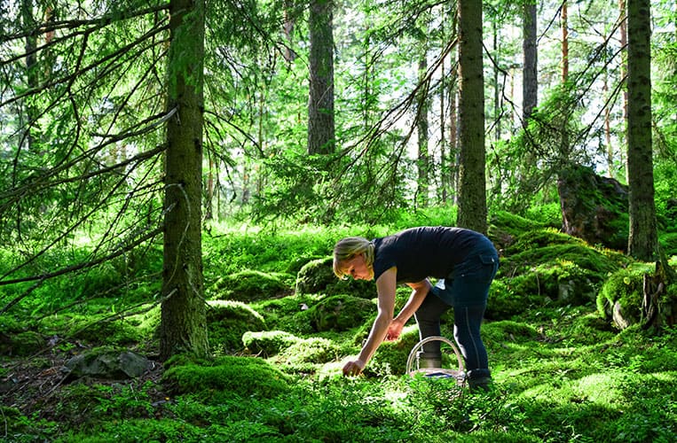 Wild Food Cooking in Finnland