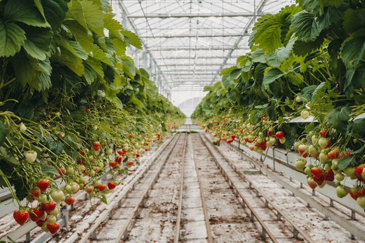 Die Erdbeerfarm Kalter, Holland