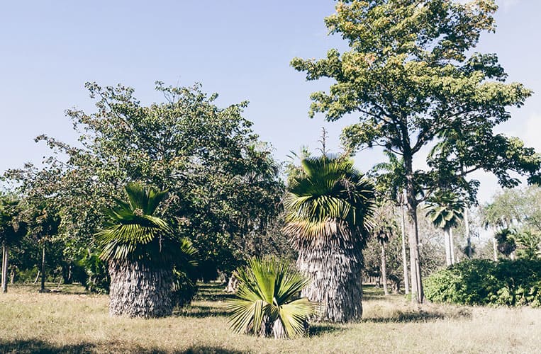 Jardin Botánico Soledad, Cienfuegos, Kuba