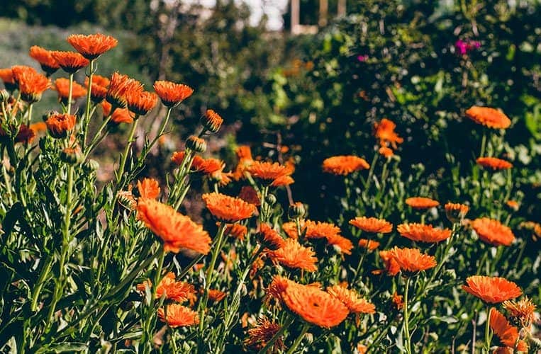 Der botanische Garten „Cyherbia“ in Avgorou, Zypern
