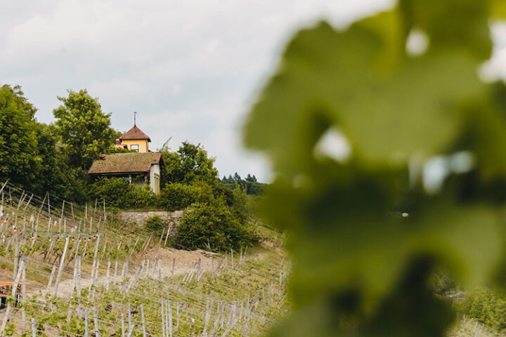 Das Weingut Dahms auf der Peterstirn, Schweinfurt