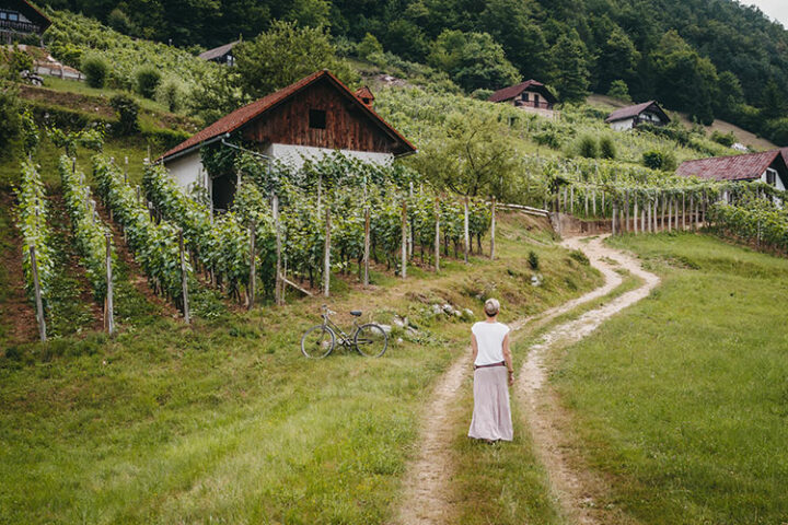 Die Weinregion Dolenjska, Slowenien