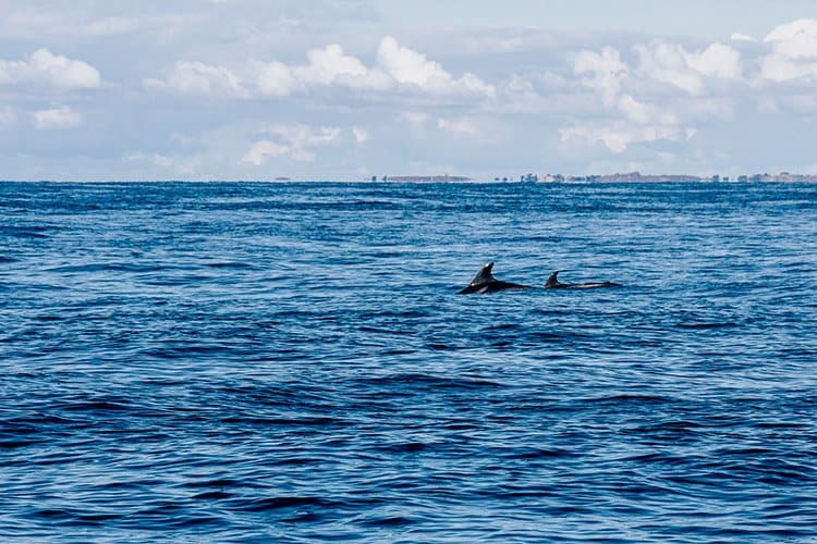 Cancale – Ausflug mit dem Delfinverein Al-Lark