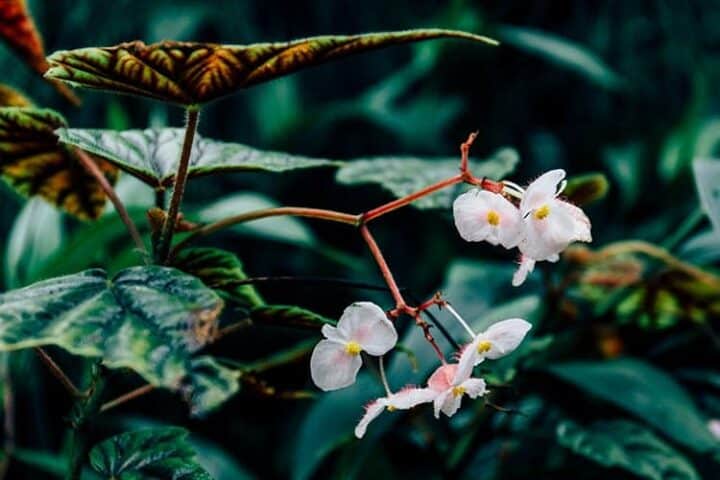 Der Botanische Garten Erlangen