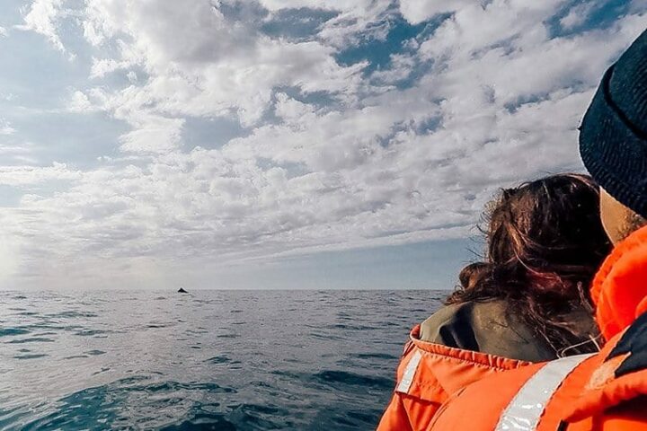 Whale watching auf Long Island, Nova Scotia