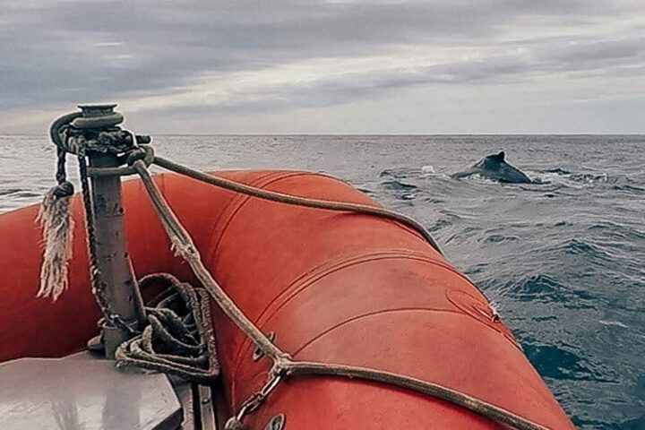 Whale watching auf Long Island, Nova Scotia