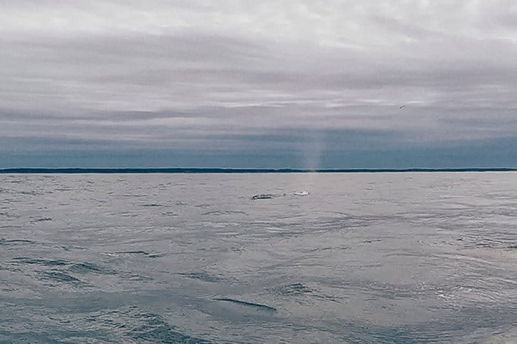 Whale watching auf Long Island, Nova Scotia