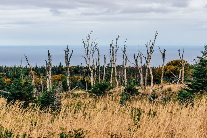 Der Skyline Trail – wo die Berge auf das Meer treffen