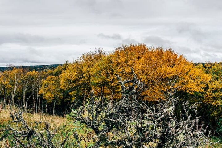 Der Skyline Trail – wo die Berge auf das Meer treffen