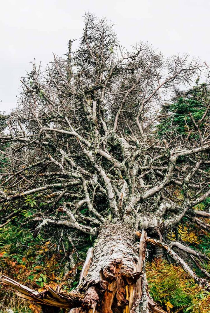 Der Skyline Trail – wo die Berge auf das Meer treffen