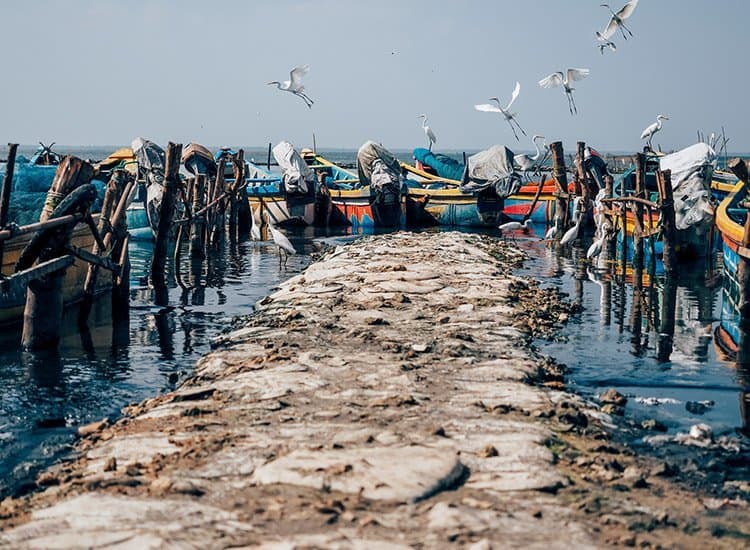 Der Fischmarkt in Jaffna