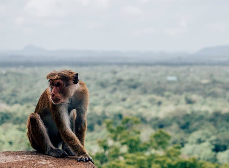 Wachposten in Sigiriya