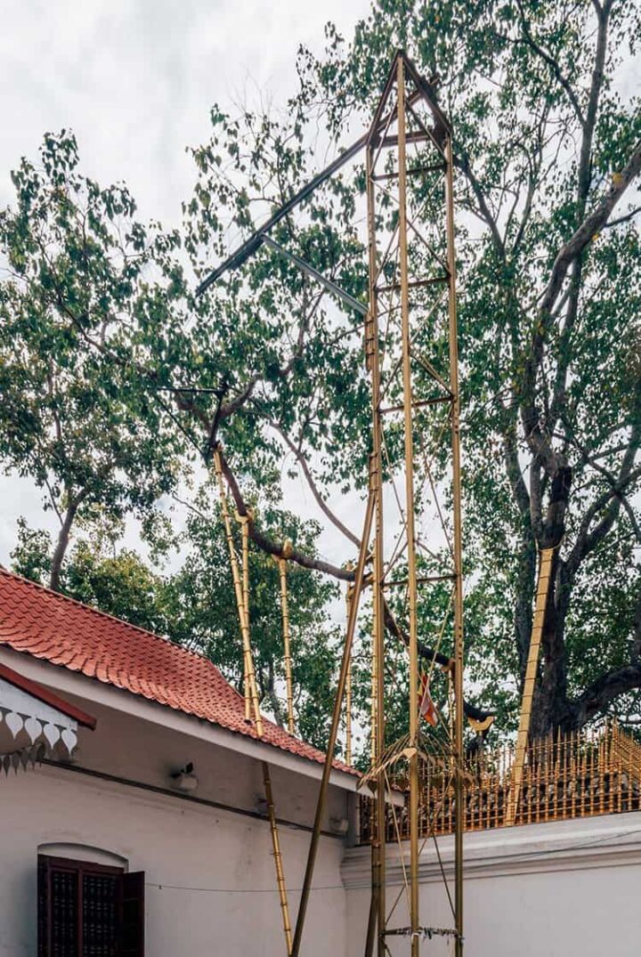 Der heilige Baum – Jaya Sri Maha Bodhi