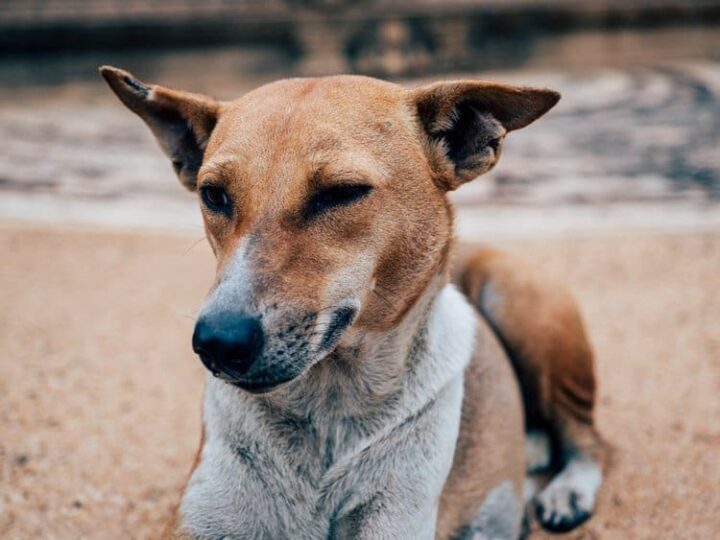 Anuradhapura die schönsten Sehenswürdigkeiten in der Heiligen Stadt