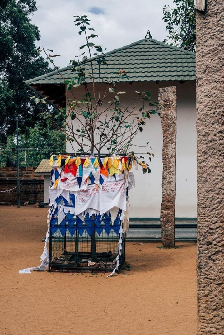 Der heilige Baum – Jaya Sri Maha Bodhi