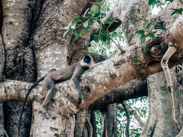 Anuradhapura – die schönsten Sehenswürdigkeiten in der Heiligen Stadt