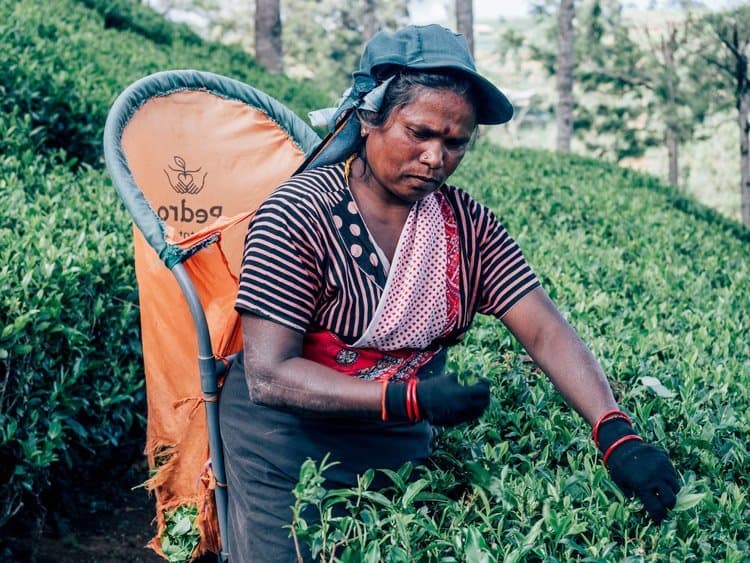 Die Teeplantagen im Hochland Sri Lankas