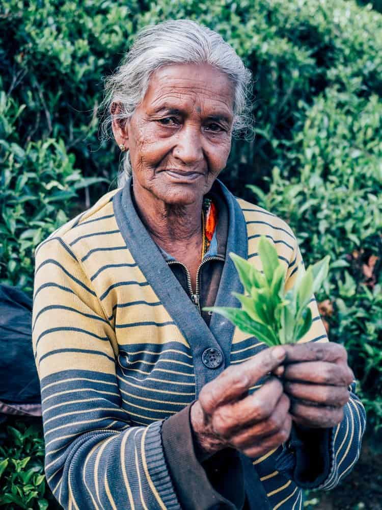 Die Teeplantagen im Hochland Sri Lankas