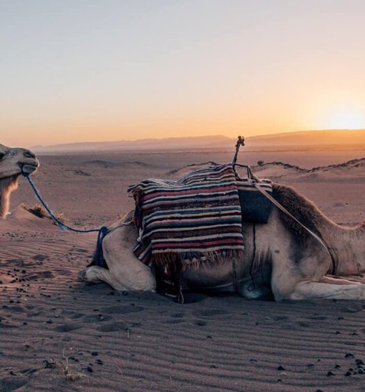 Zagora – das Tor zur Wüste Marokkos