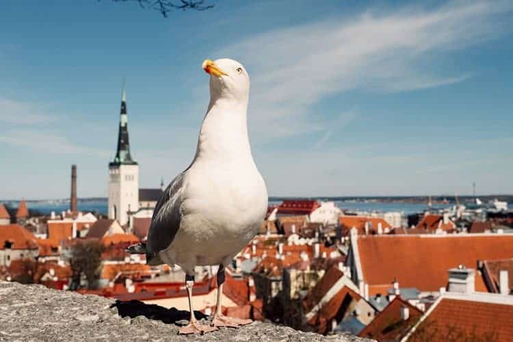 Die schönsten Aussichtspunkte in Tallinn