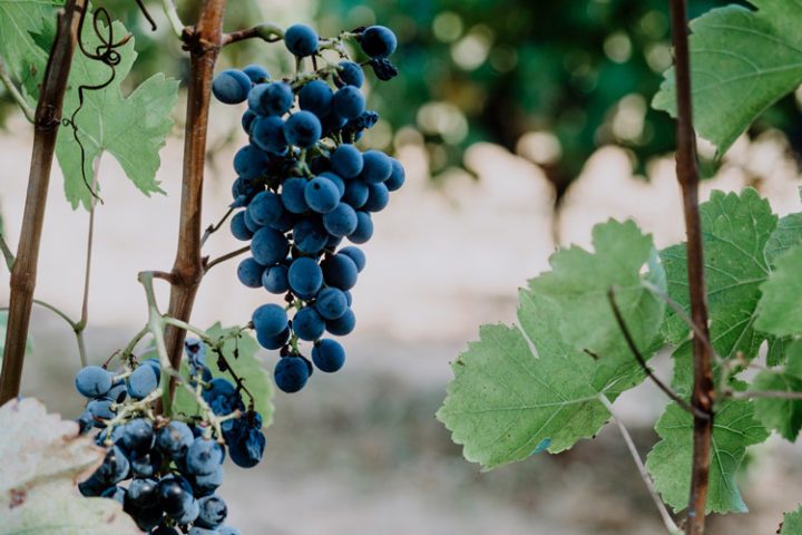 Weinprobe Mas Oller in Torrent