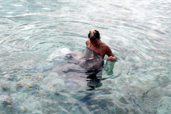 mit Haien und Stachelrochen schnorcheln auf Bora Bora