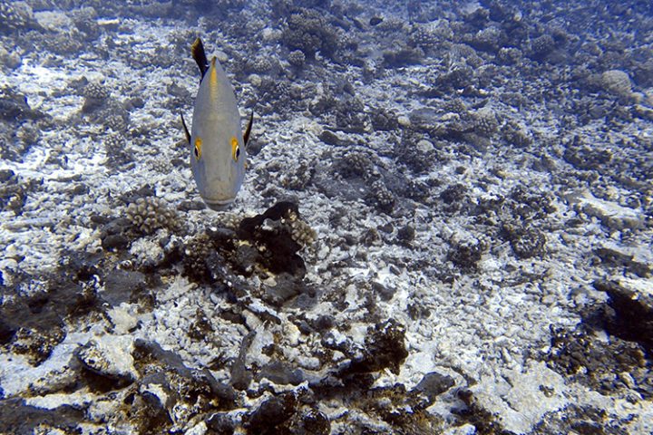 Die Unterwasserwelt der Tuamotus – Tauchen auf den Tuamotus