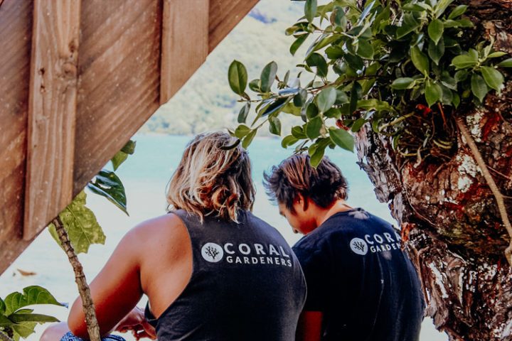 Coral Gardeners Moorea Französisch Polynesien