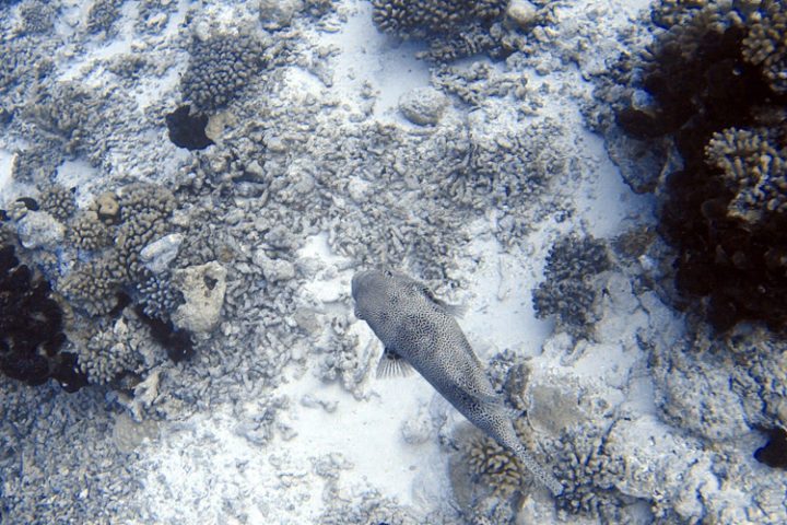 Rangiroa Tauchen und Schnorcheln – die faszinierende Unterwasserwelt der Tuamotu Inseln