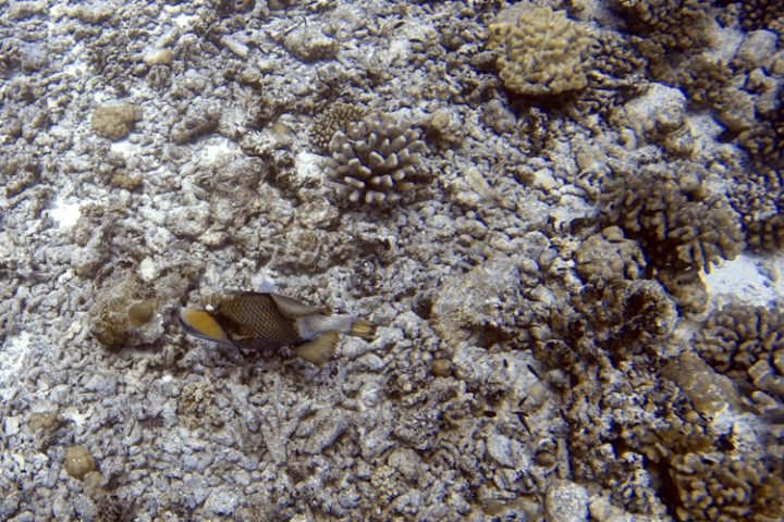 Tauchen auf Tikehau – die faszinierende Unterwasserwelt der Tuamotu Inseln