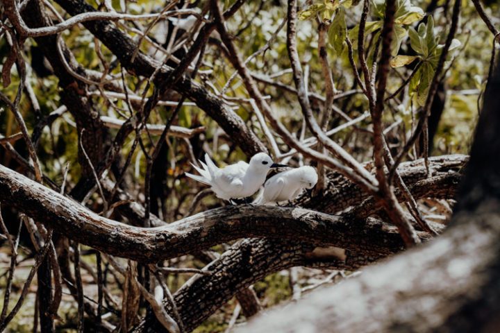 Ein Ausflug zur Île aux oiseaux – Motu Puarua Tikehau Tuamotus