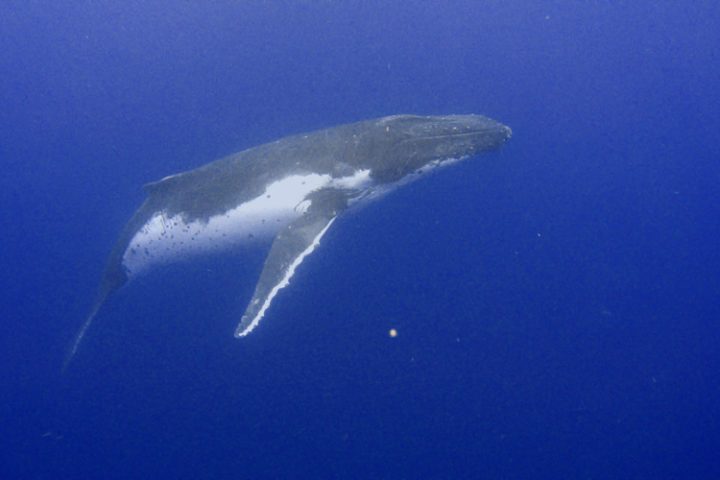 Schwimmen mit Buckelwalen auf Moorea Französisch Polynesien