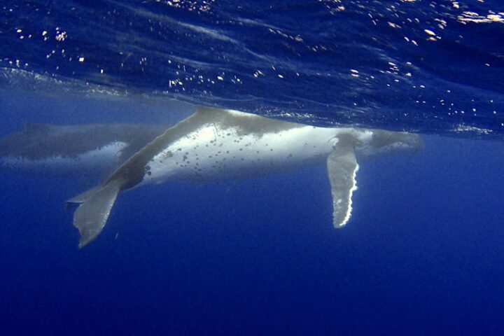 Schwimmen mit Buckelwalen auf Moorea Französisch Polynesien