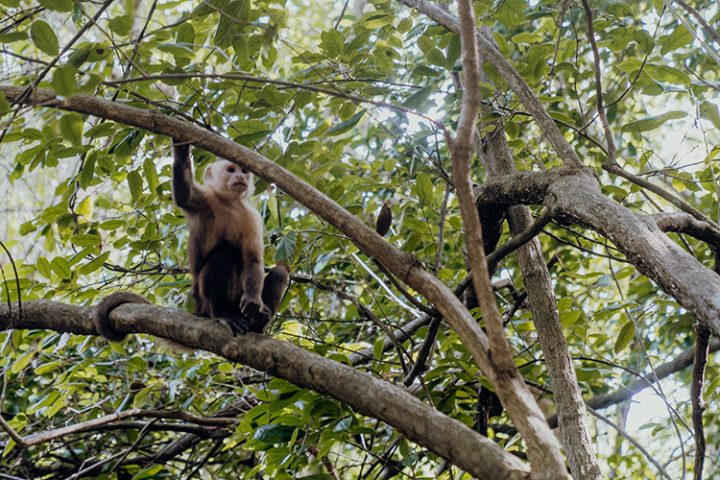 Tipps für die schönsten Reiseziele in Kolumbien: Tayrona Nationalpark – Natur pur