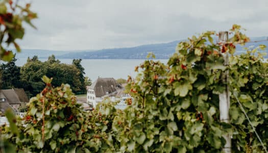 Herbstgenuss am Bodensee – Genießen mit allen Sinnen in der Vierländerregion