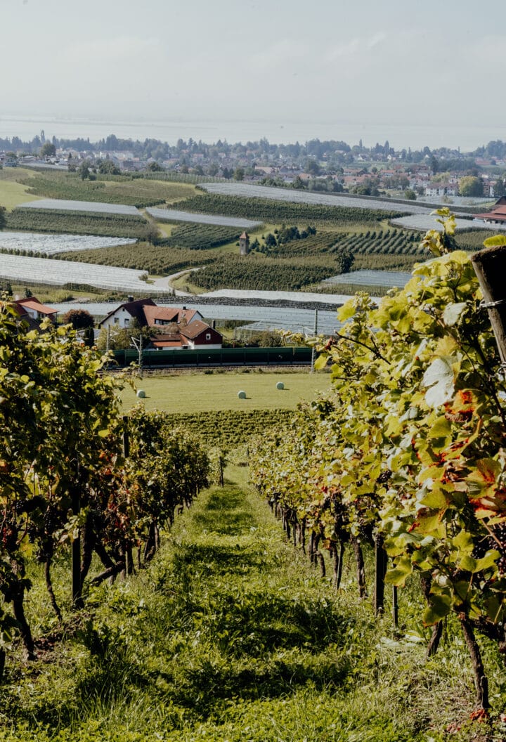 Unterwegs in den Weinbergen des Weingut Haug in Lindau am Bodensee