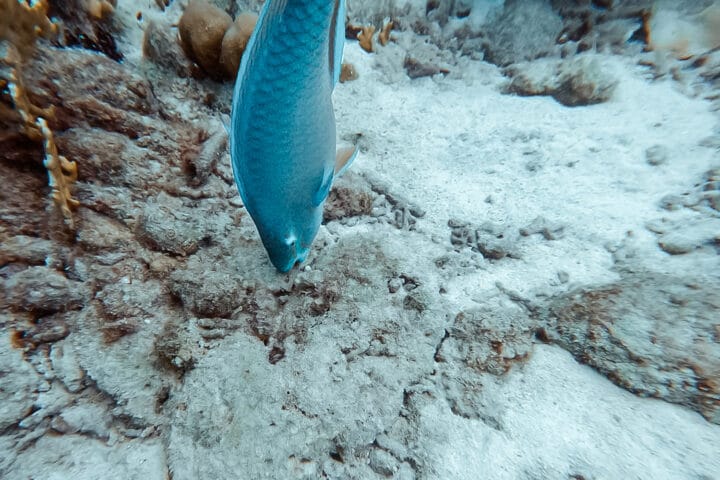 Diver's Paradise – Tauchen auf Bonaire