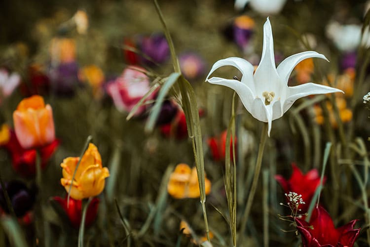 Opulente Blumenpracht auf der LAGA Beelitz 2022